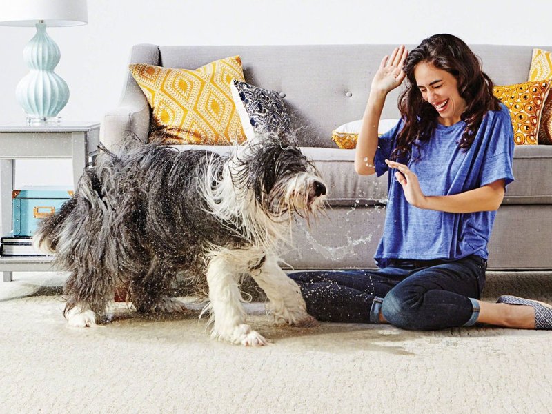 dog in living room - Rugtex of Florida in Miami, FL