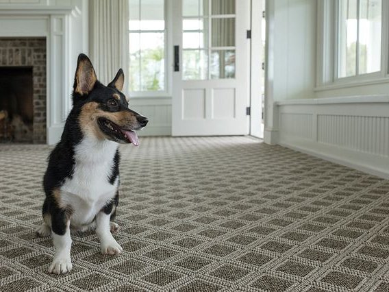 dog on carpet - Rugtex of Florida in Miami, FL